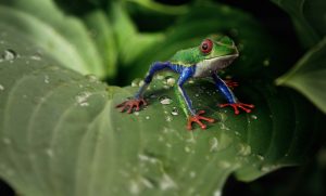 Frog