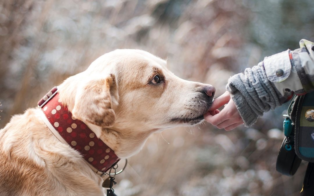 Dog Genome- How Do Humans Compare?
