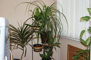 Top 10 Plants for Improving Indoor Air Quality