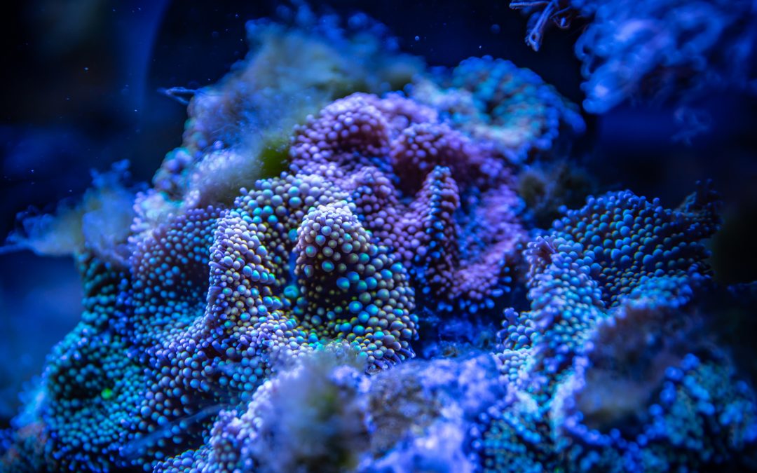 Global Marine Biotechnology Market to Reach $5 Billion by 2026